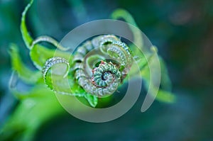 Fern leaf unfurling in macro close up view.