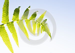 Fern leaf with a water drop humidity in the morning light with a blue sky background