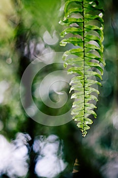 Fern leaf with water drops