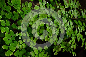 Fern leaf with water drops