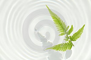 Fern leaf and water ripple background