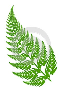 Fern leaf photo