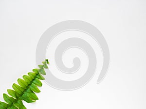 Fern leaf on white background photo