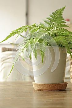 Fern leaf in white pot on the table