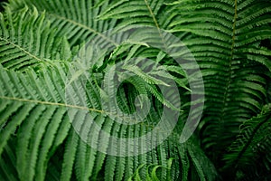 Fern leafs background