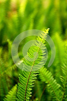 Fern leave