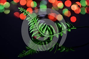 Fern leave on colorful blurry light background