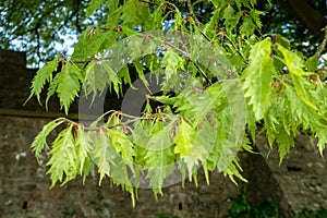 Fern-leaved Beech tree growing at St Fagans National Museum of History in Cardiff on April 27, 2019