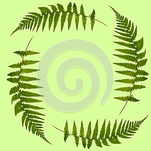 Fern Leaves