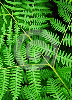 Fern leaves