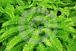 Fern leaves