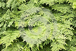 Fern leaves