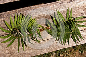 Green fern leaves arranged in the form of the symbol of infinity. Fern lemniscate sign on a wooden background. photo