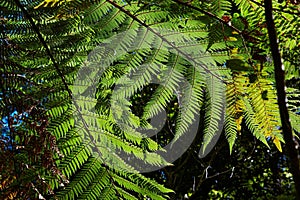 Fern leaves background