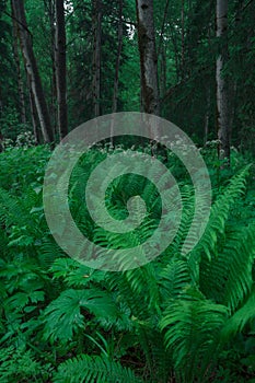 Fern leaves background