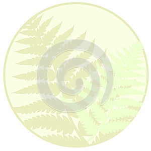 Fern leaves background