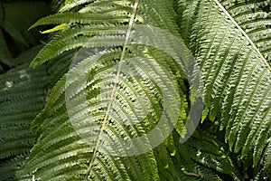 Felce foglie. giardino cespuglio. naturale casco fatto da scolpito foglie. una foto 