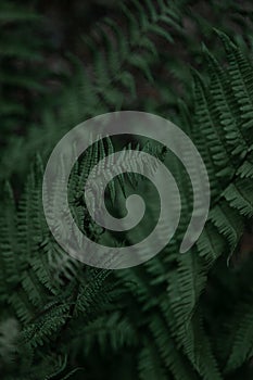 Fern leaves background. Green leaves of a bush. Free space. Green wild vegetation in nature for nature theme background design.