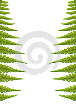 Fern leaves background, isolated on white