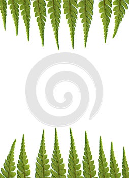 Fern leaves background, isolated on white