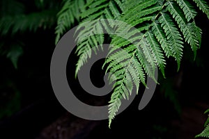 Fern leaves background. A fern in rain forest. Natural green fer