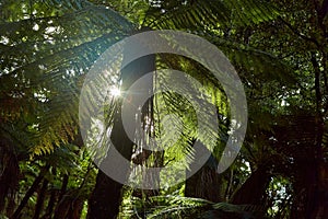 Fern leaves background with sun flare