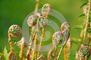 Fern leaves in a close-up
