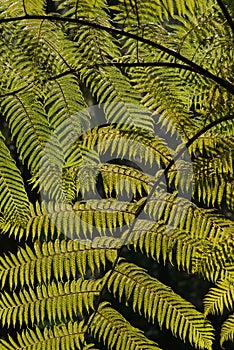 Fern leaves, close-up photo