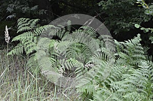 Fern leaves close up view. Pteridium aquilinum bracken, brake or common bracken