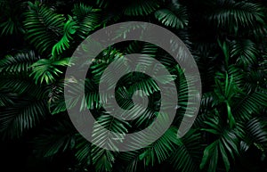 Fern leaves on dark background in jungle. Dense dark green fern leaves in garden at night. Nature abstract background. Fern at