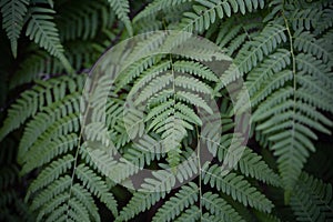 Fern leaves in a dark forest. Plants in dense thickets. Collection of useful and medicinal herbs.