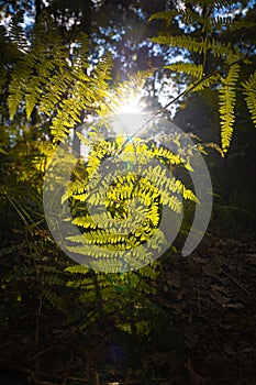 Fern leaves and direct sunlight. Forest view in vertical shot.