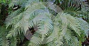 Fern leaves display their detailed, natural pattern. pano