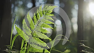 Fern leaves in the evening sun. Ferns leaves green foliage natural floral fern background in sunlight. Plant fern