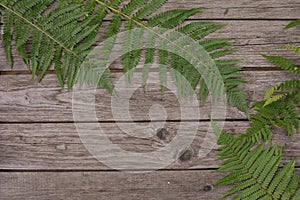 Fern leaves fern on the background of the old wooden background. Copy space. View from above