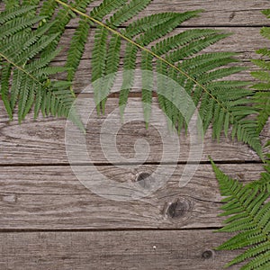 Fern leaves fern on the background of the old wooden background. Copy space. View from above