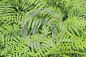 Fern leaves, ferns. Detail of green foliage in woodland on summers evening in UK