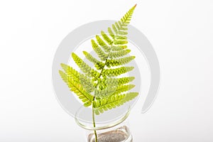 Fern leaves in a flask on white background science and biotecnologies