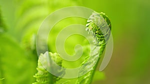 Fern leaves foliage in the forest. Young leaves of matteuccia struthiopteris, ostrich fern. Rack focus.