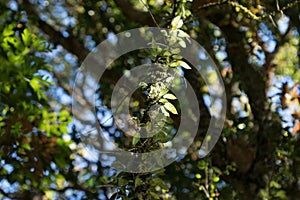 Fern leaves in the forest affect the morning sun