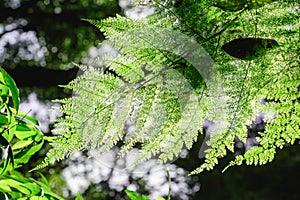 Fern leaves in the forest affect the morning sun