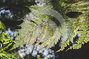 Fern leaves in the forest affect the morning sun