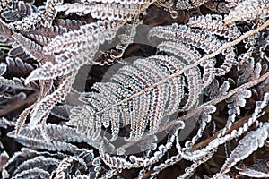 Fern Leaves in the frost