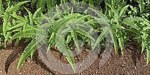 Fern leaves in the garden