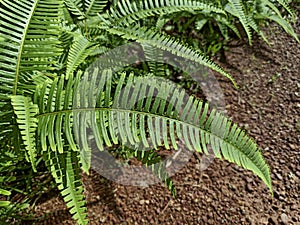 Fern leaves in the garden