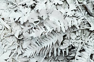 Fern leaves and grass covered with hoarfrost. Abstract floral background, top view