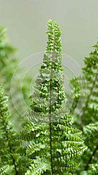 Fern leaves on a green background. Macro