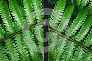 Fern leaves green background in nature