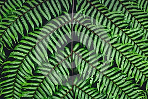 Fern leaves green background in nature