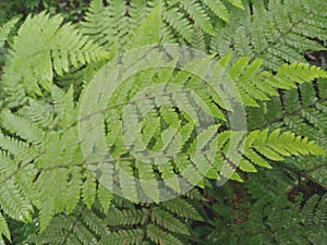 Fern leaves. Green fern lea pattern background.